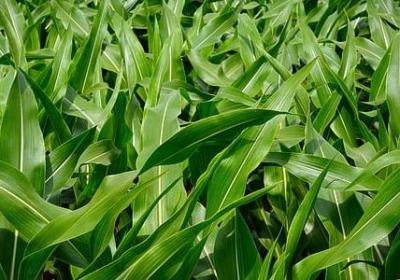 群魔经典语录(优选68句)