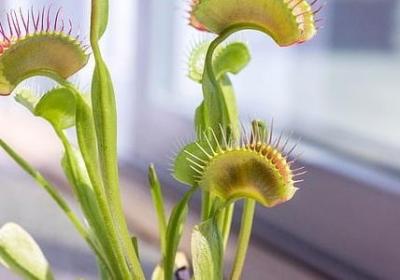 胡图图经典语录(精选40句)