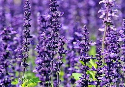 简短的经典语录(实用40句)