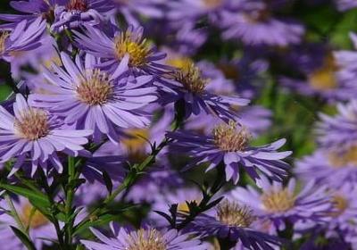 胡适经典语录(优选80句)