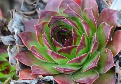 经典语录像猪一样生活(精选40句)