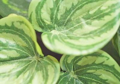 网红经典语录(热门20句)