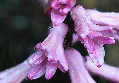 经典语录 爱情(共40句)