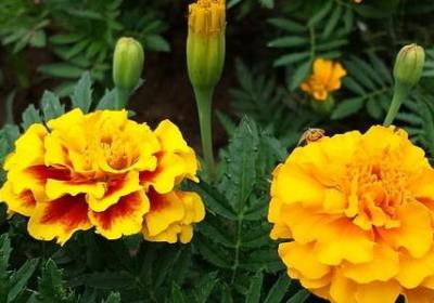 经营好自己经典语录(实用33句)