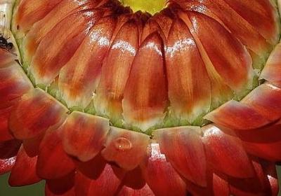 笛安经典语录(合集33句)