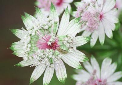 绝地求生经典语录(热门70句)