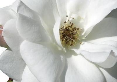 稻草人手记经典语录(优选60句) 稻草人手记经典语录(优选60句)