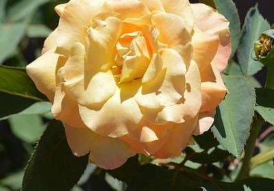 背叛和欺骗的经典语录(精选70句)