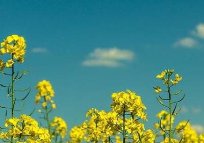 网球王子经典语录(优选80句)