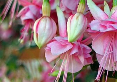 红楼梦的经典语录(必备80句)