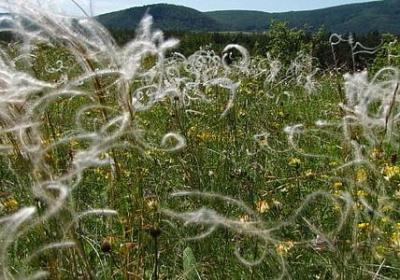 老舍茶馆经典语录(共31句)