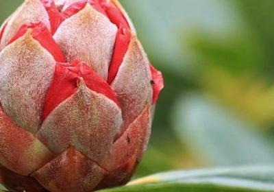 纯真博物馆经典语录(精选90句)