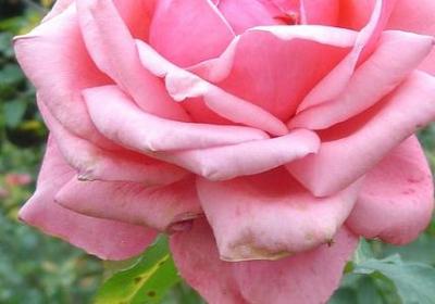 等一朵花开经典语录(必备80句)