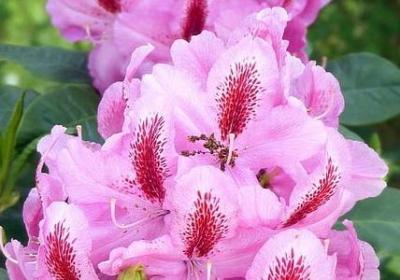 红玫瑰白玫瑰经典语录(实用40句)