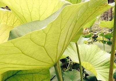 经典语录简短(推荐70句)