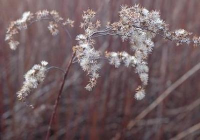 秒速五厘米的经典语录(精选65句)