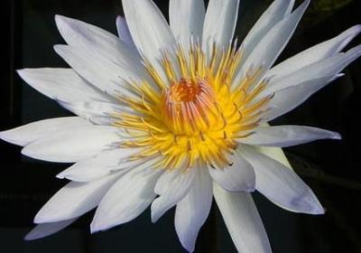 美剧经典语录(推荐119句)