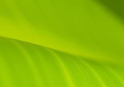 自来也经典语录(共50句)