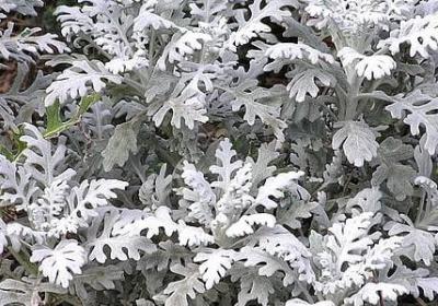 纵横四海经典语录(汇总50句)