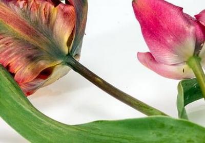 红楼梦贾宝玉经典语录(优选38句)