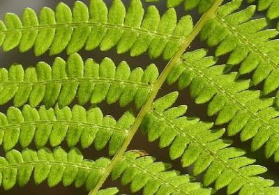 繁星春水经典语录(通用40句)