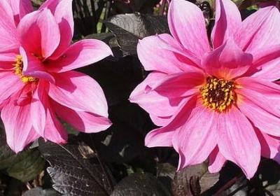 经典语录(通用40句)