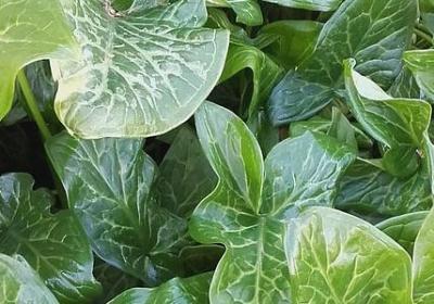 罗马假日经典语录(必备80句)