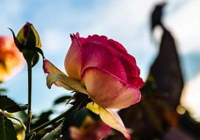 绝世唐门经典语录(热门50句) 绝世唐门经典语录(热门50句)