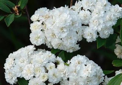 素年锦时经典语录(推荐90句) 素年锦时经典语录(推荐90句)