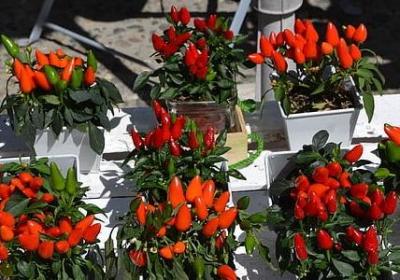 紫罗兰永恒花园经典语录(共60句) 紫罗兰永恒花园经典语录(共60句)