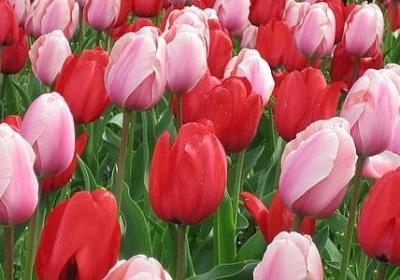 缘分天注定的经典语录(通用15句)