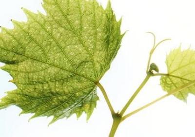 簪中录经典语录(40句)