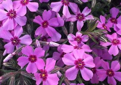 红玫瑰与白玫瑰经典语录(汇总40句)