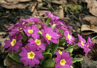 罗曼罗兰经典语录(热门80句)