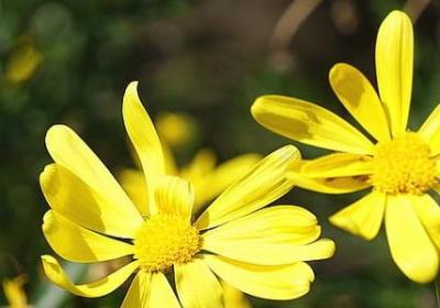 粉红女郎经典语录(推荐40句)