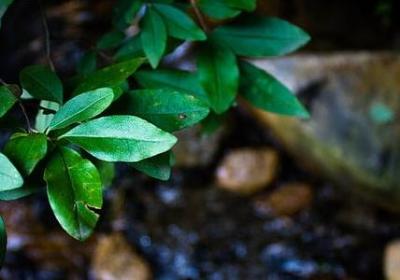 缺陷美的经典语录(50句)