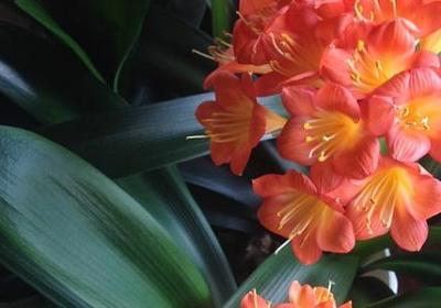 董明珠经典语录(优选40句)