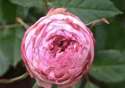 苒姐经典语录(通用117句)