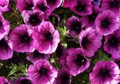 萧十一郎经典语录(合集20句)