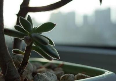 贾宝玉经典语录(实用80句)