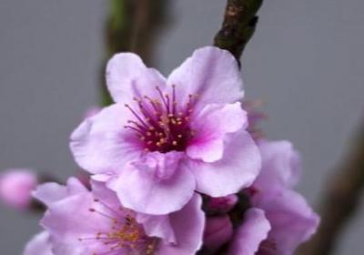 蕊希经典语录(通用50句)