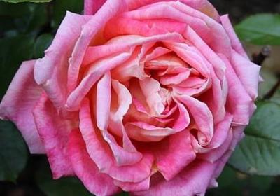 评价朋友圈经典语录(实用70句)