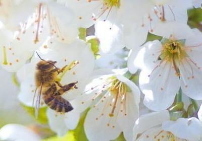 莎士比亚爱情经典语录英文(52句)