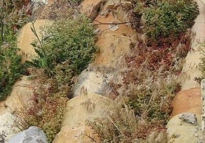 谢怜经典语录(汇总70句)