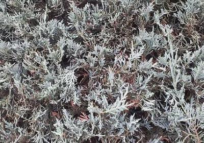 赵默笙经典语录(合集40句)