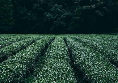 超兽武装经典语录冥王(汇总40句)