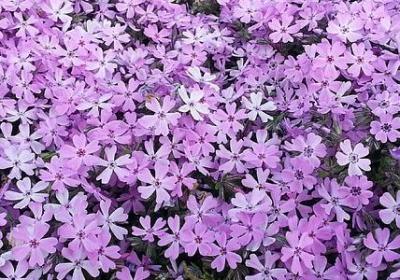 荷包里的单人床经典语录(必备40句)