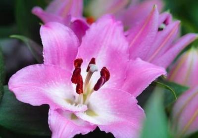 评论爱情的经典语录(40句)