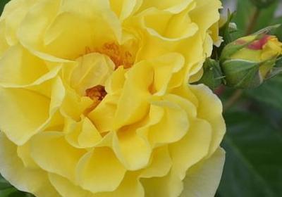 药匣子经典语录(优选50句)