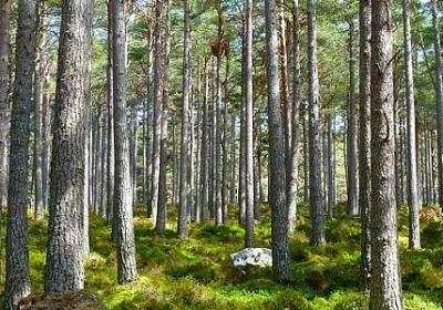 莱昂纳多经典语录(合集16句)